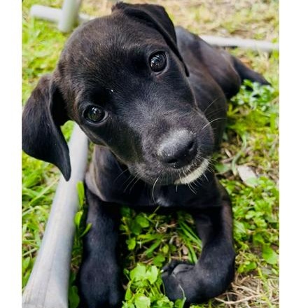 Luna Lovegood - The Calm & Gentle Puppy, Adoptable, Puppy Female Catahoula Leopard Dog & Labrador Retriever.