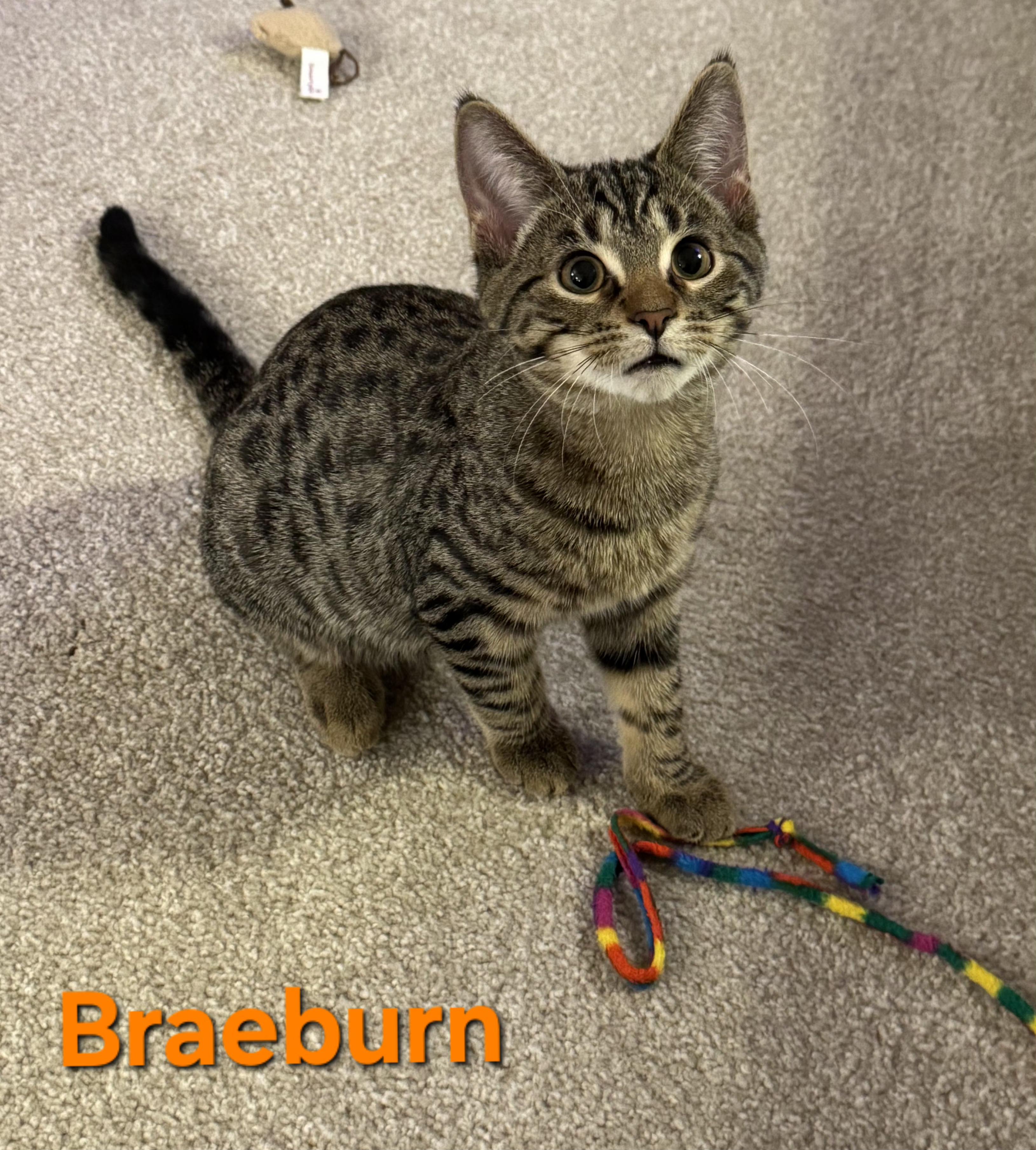 Braeburn (brothers are Macintosh and Cortland), a Adoptable Tabby in Brighton, MI image 1/4
