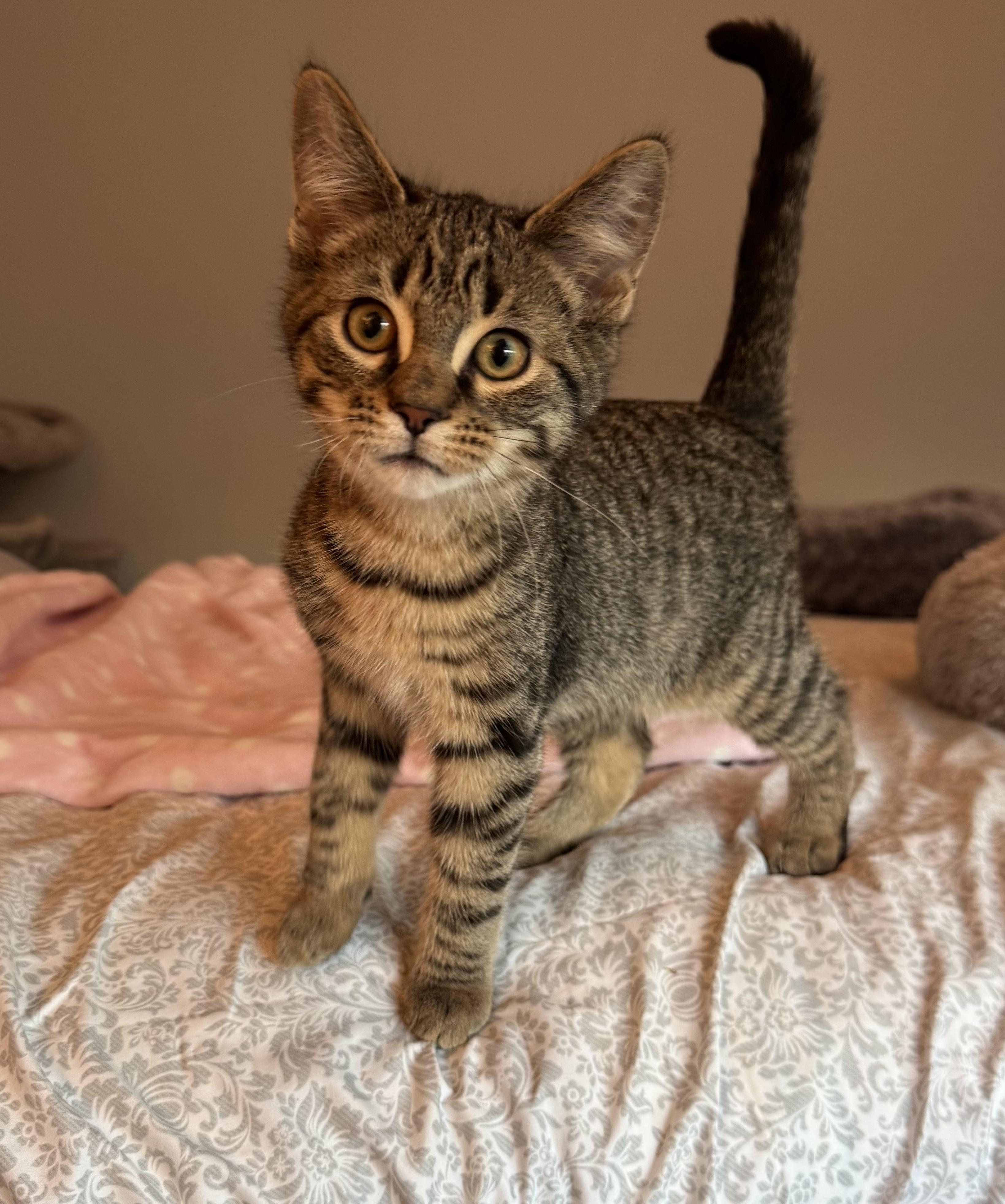 Braeburn (brothers are Macintosh and Cortland), a Adoptable Tabby in Brighton, MI image 4/4