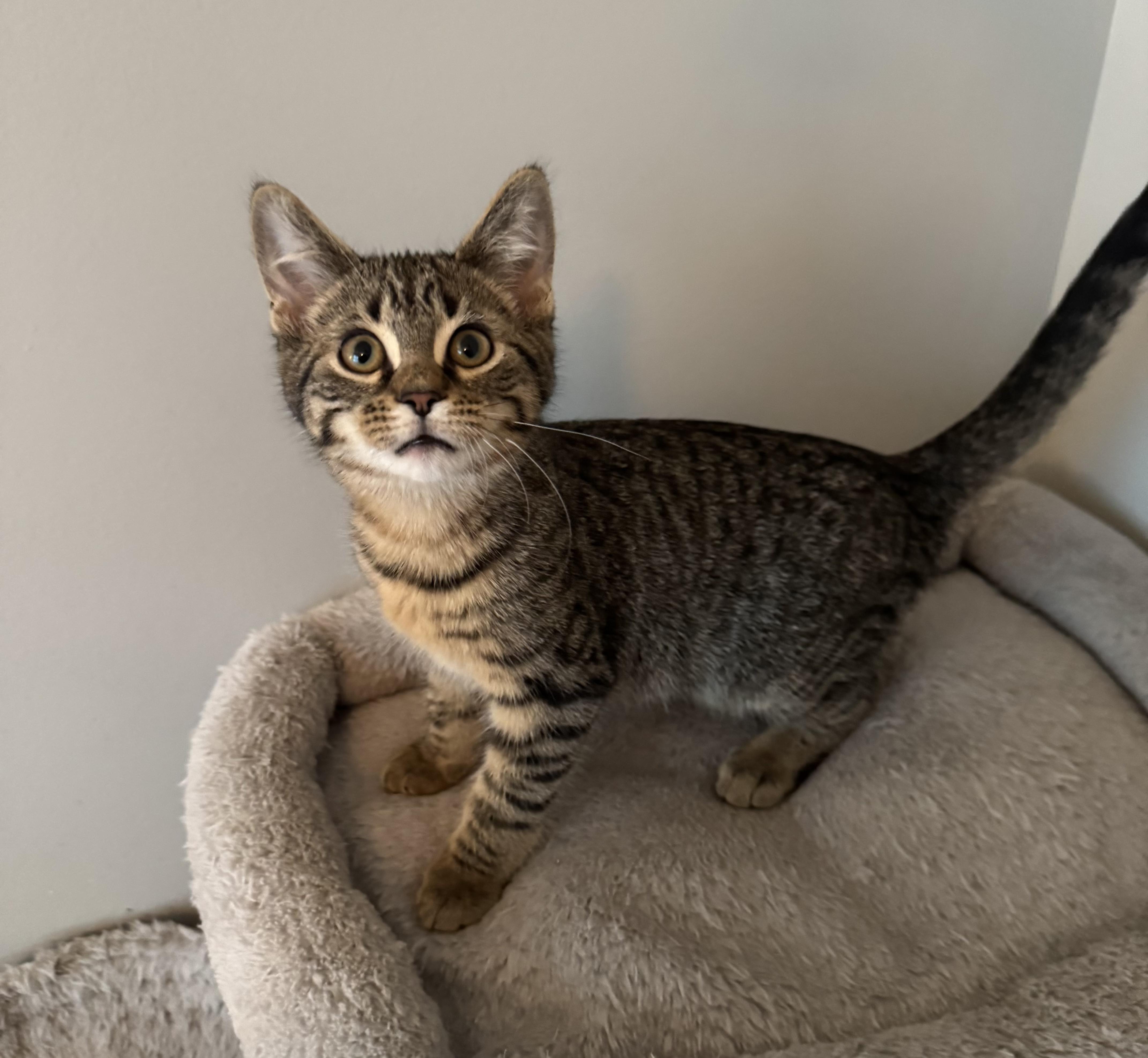Braeburn (brothers are Macintosh and Cortland), a Adoptable Tabby in Brighton, MI image 2/4