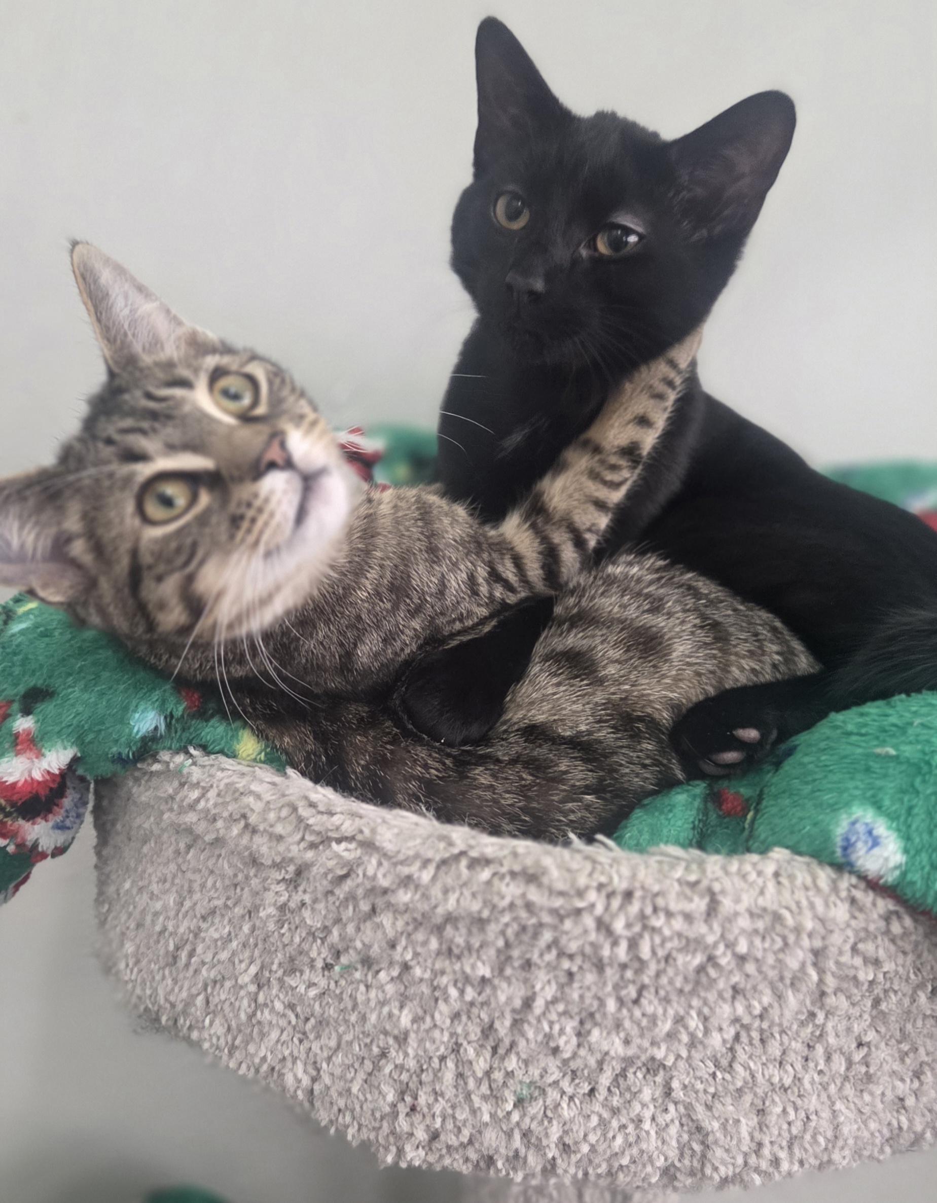 Enlarge Braeburn and  Cortland, a Adoptable Tabby in Brighton, MI image 1/5