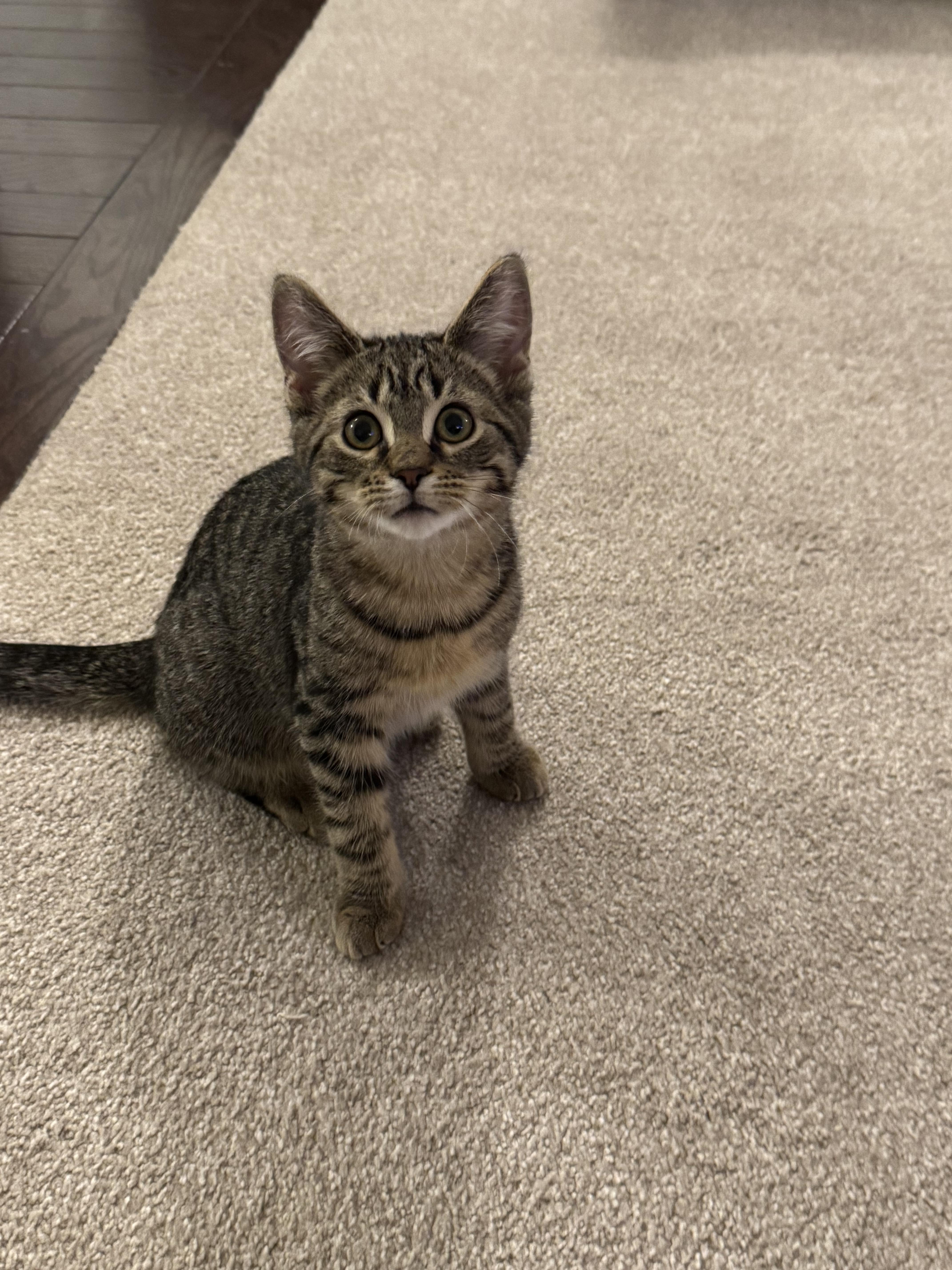 Braeburn (brothers are Macintosh and Cortland), a Adoptable Tabby in Brighton, MI image 3/4