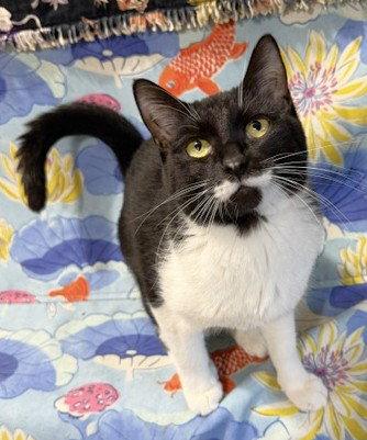 Enlarge Mickey #2, a Adopted Domestic Short Hair in Shawnee, KS image 1/3