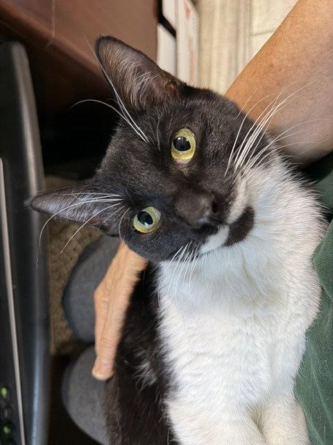 Enlarge Mickey #2, a Adopted Domestic Short Hair in Shawnee, KS image 2/3