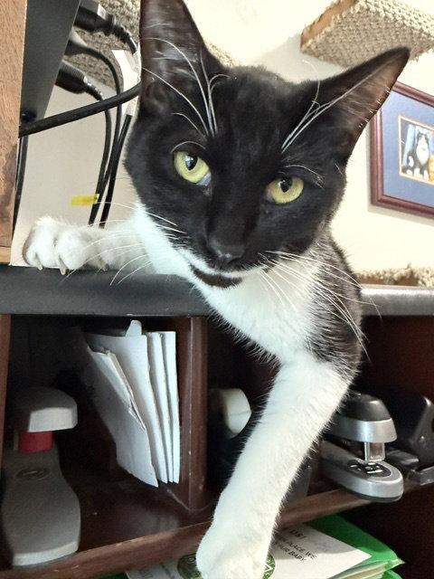Enlarge Mickey #2, a Adopted Domestic Short Hair in Shawnee, KS image 3/3