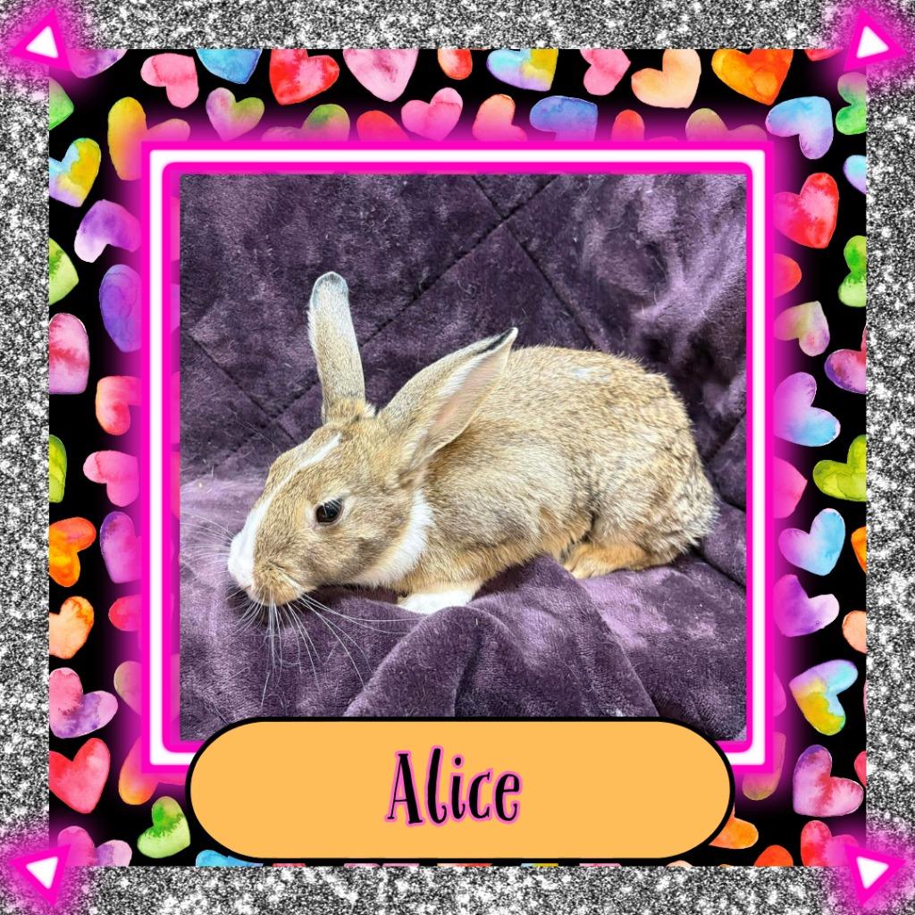 Alice, Adoptable, Baby Female Bunny Rabbit.