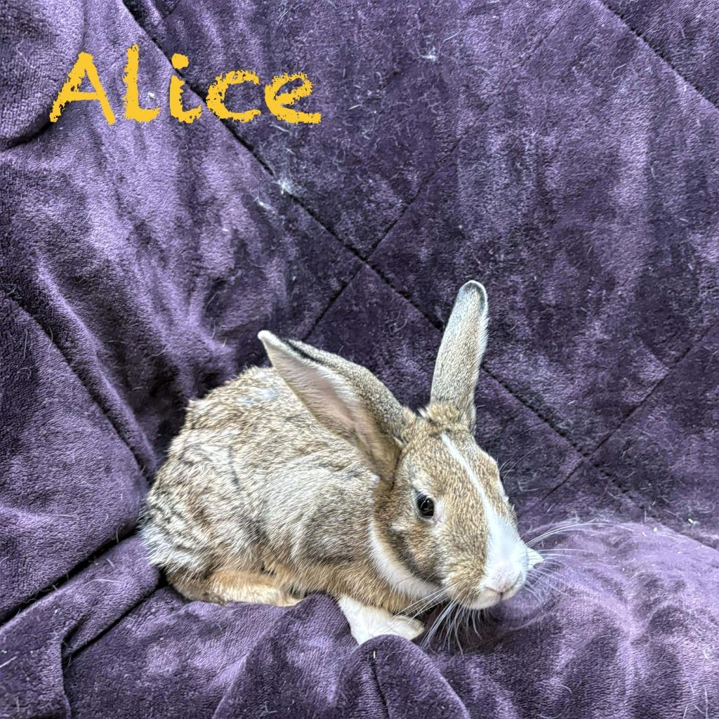 Enlarge Alice, a Adoptable Bunny Rabbit in Elizabethtown, KY image 2/3