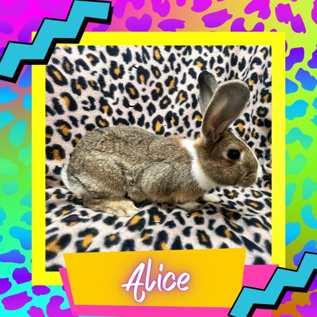 Enlarge Alice, a Adoptable Bunny Rabbit in Elizabethtown, KY image 3/3