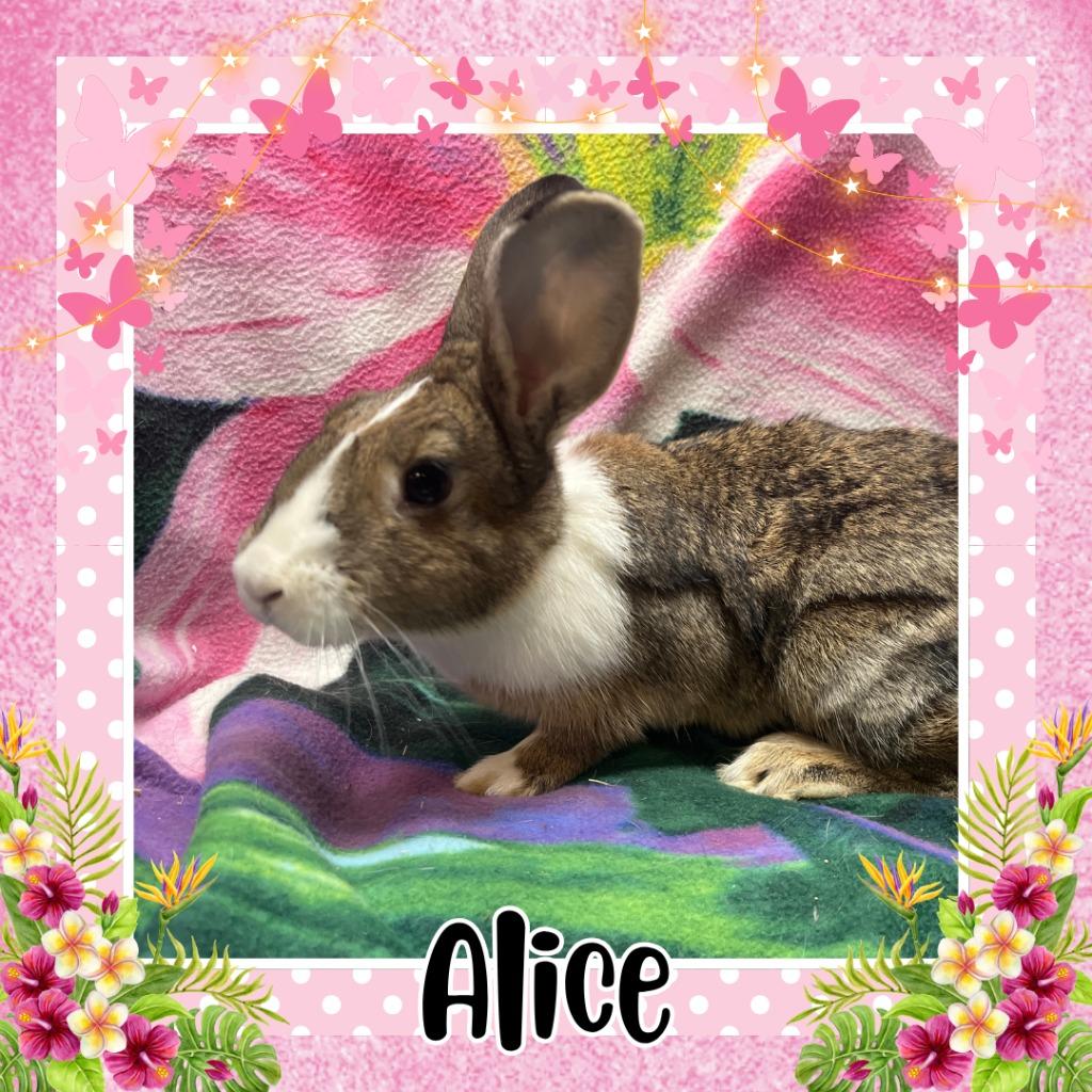 Enlarge Alice, a Adoptable Bunny Rabbit in Elizabethtown, KY image 4/4