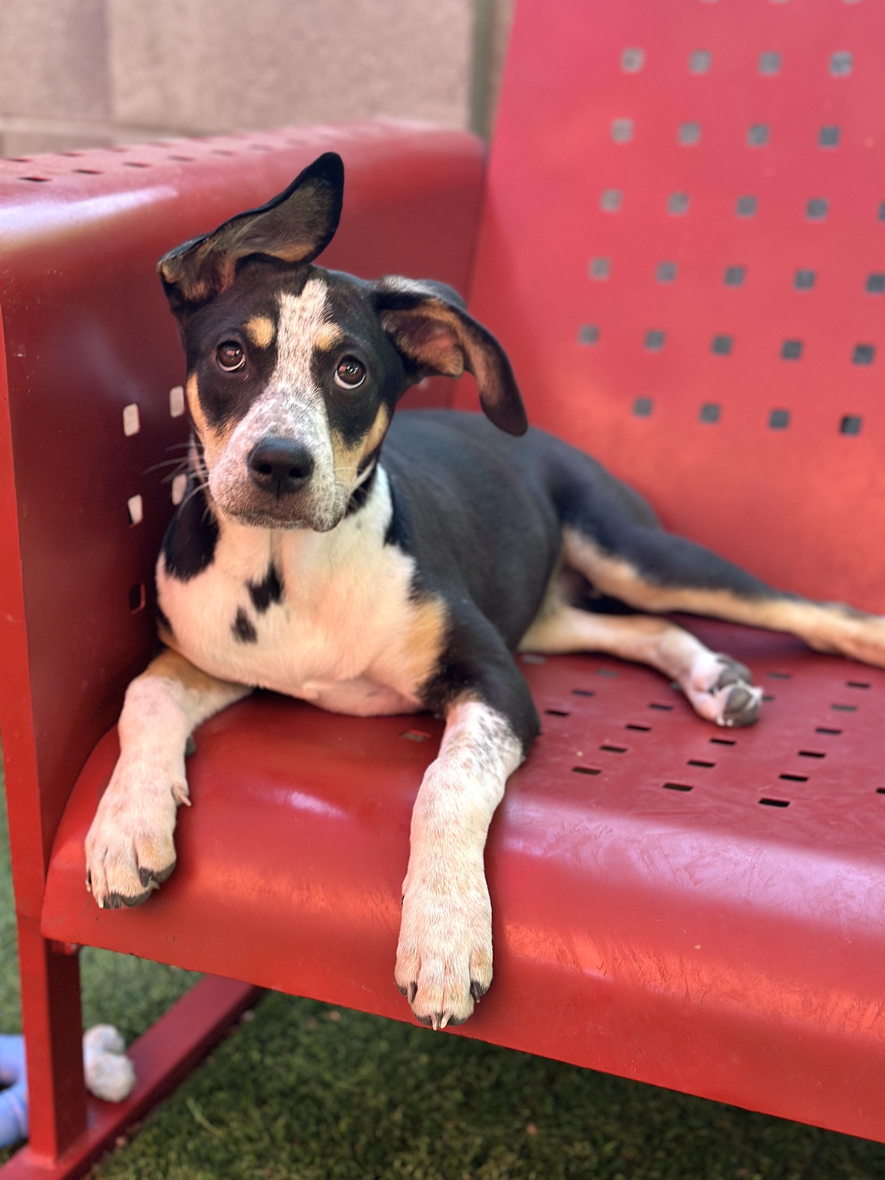 Enlarge Rosie, a ADOPTABLE mixed breed in Glendale, AZ image 2/4