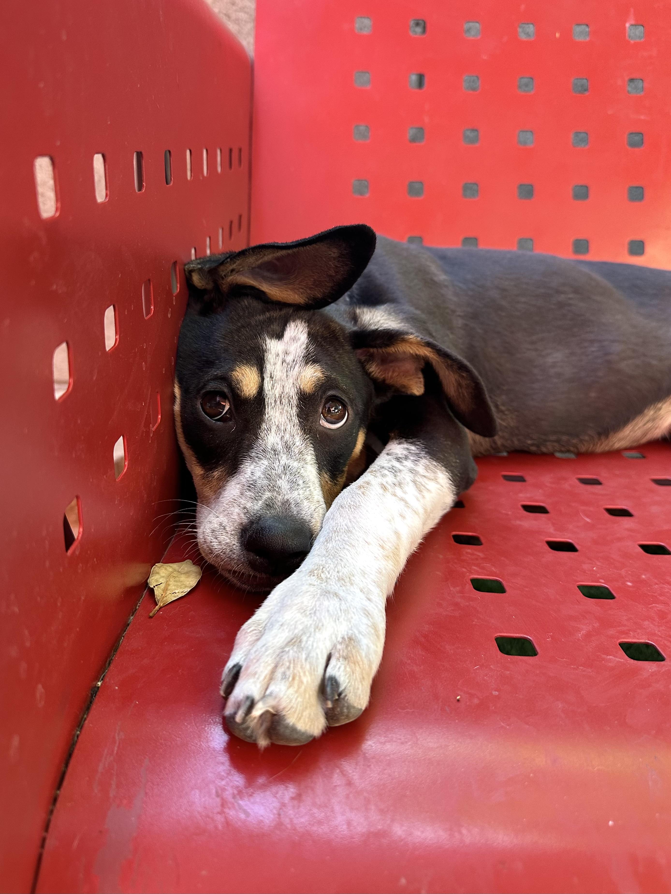 Enlarge Rosie, a ADOPTABLE mixed breed in Glendale, AZ image 4/4