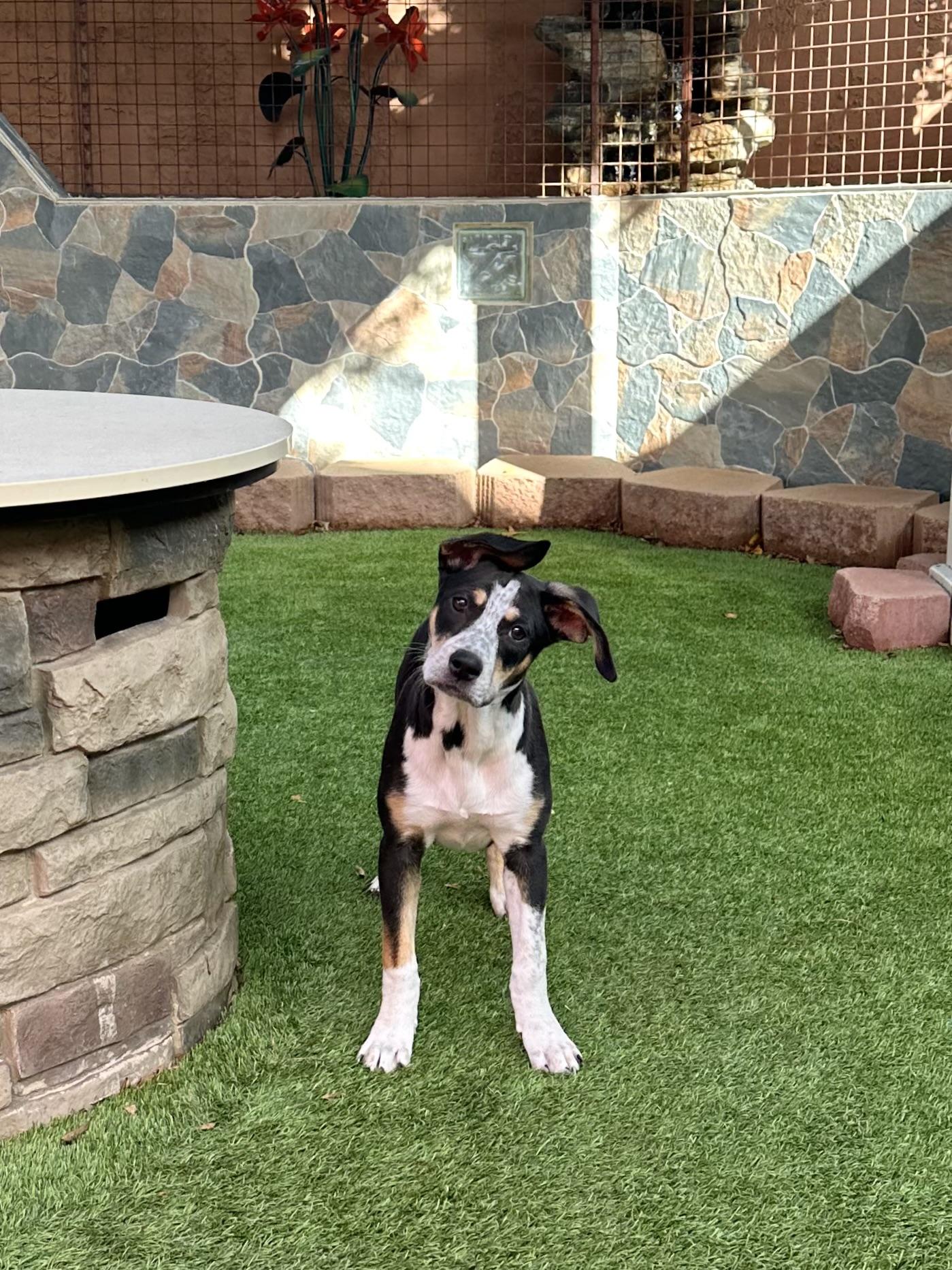 Enlarge Rosie, a ADOPTABLE mixed breed in Glendale, AZ image 1/4