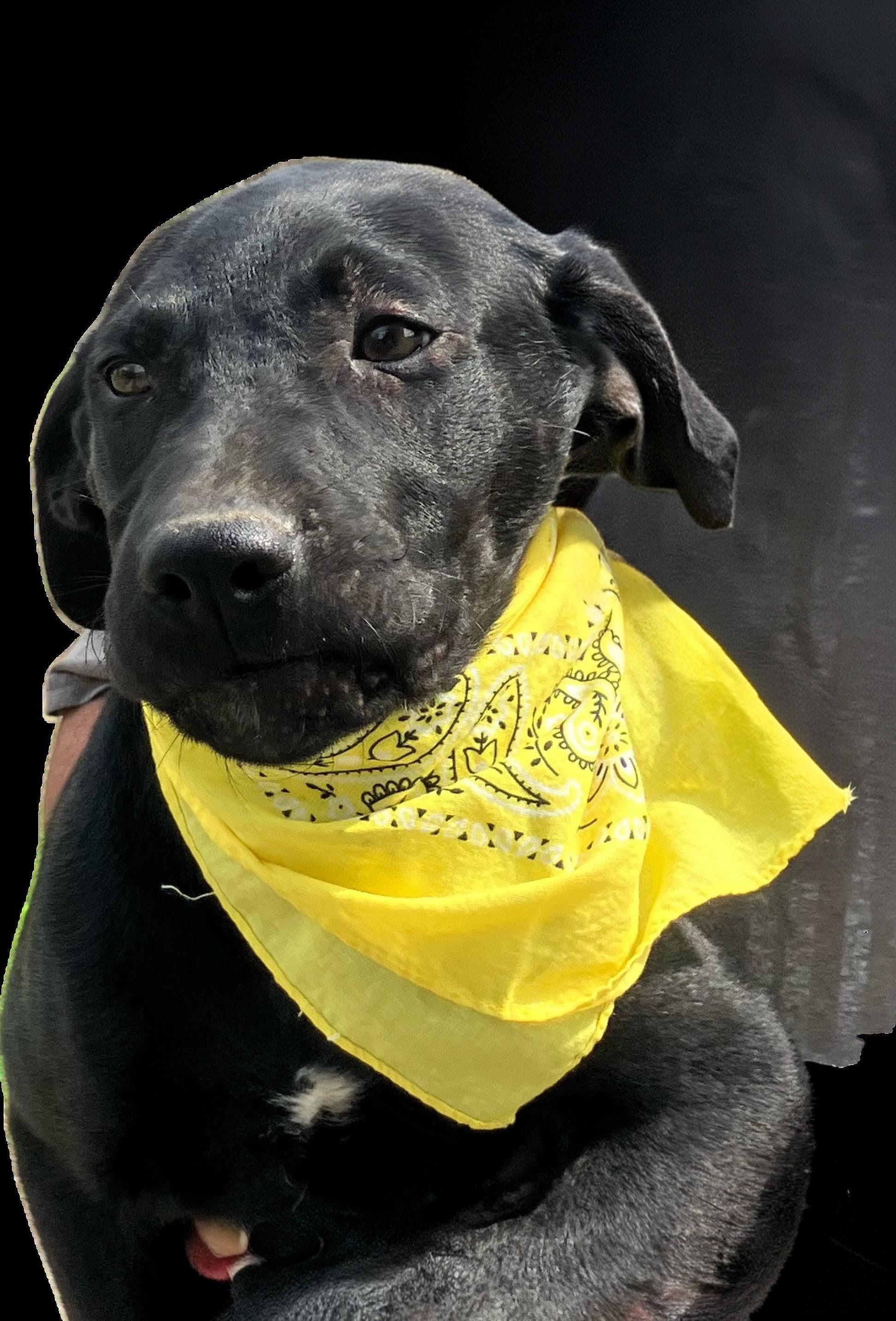 Enlarge Noah - in Florida , an adoptable Black Labrador Retriever in Willington, CT image 3/6