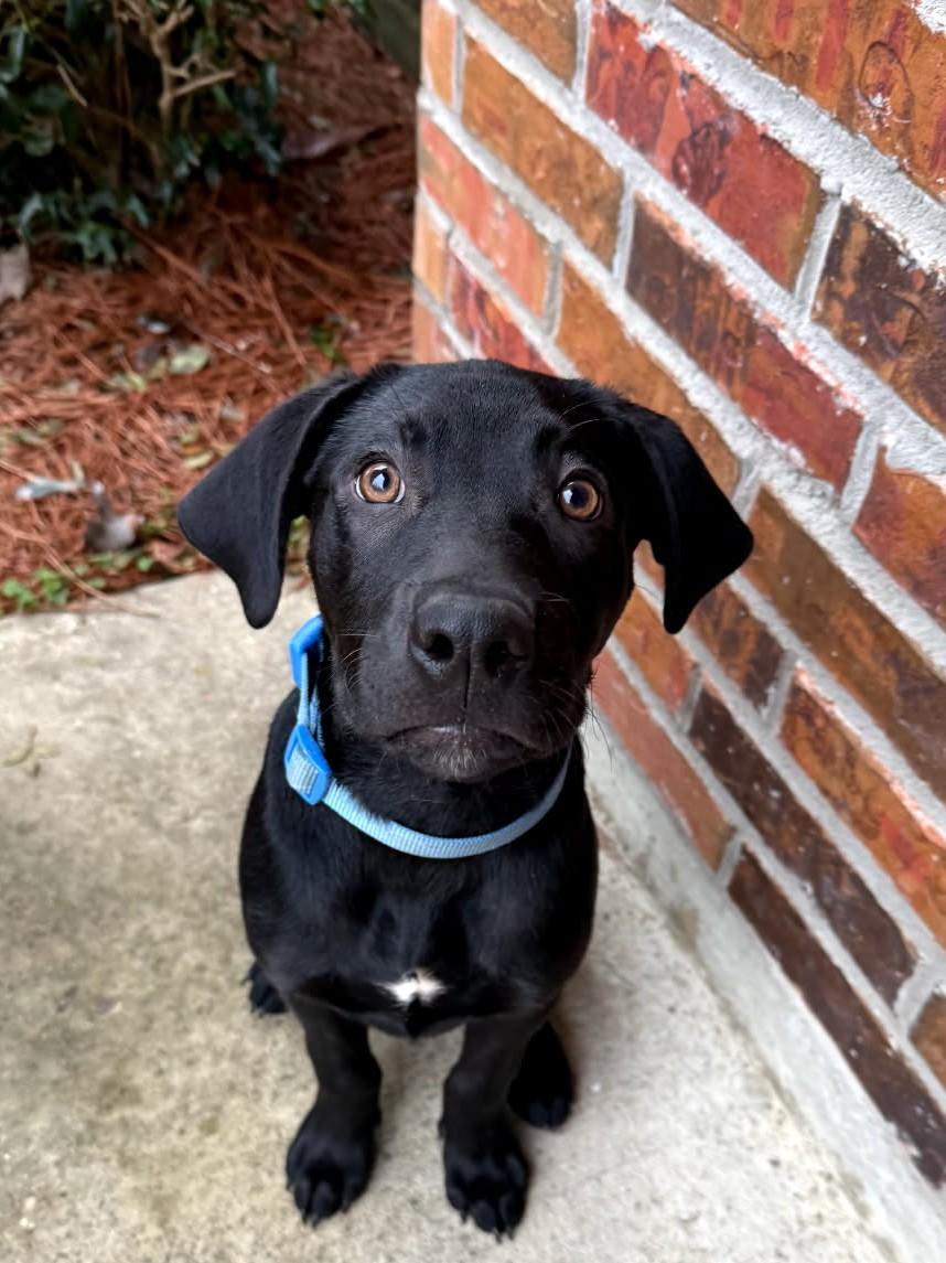 Enlarge Noah - in Florida , an adoptable Black Labrador Retriever in Willington, CT image 5/6