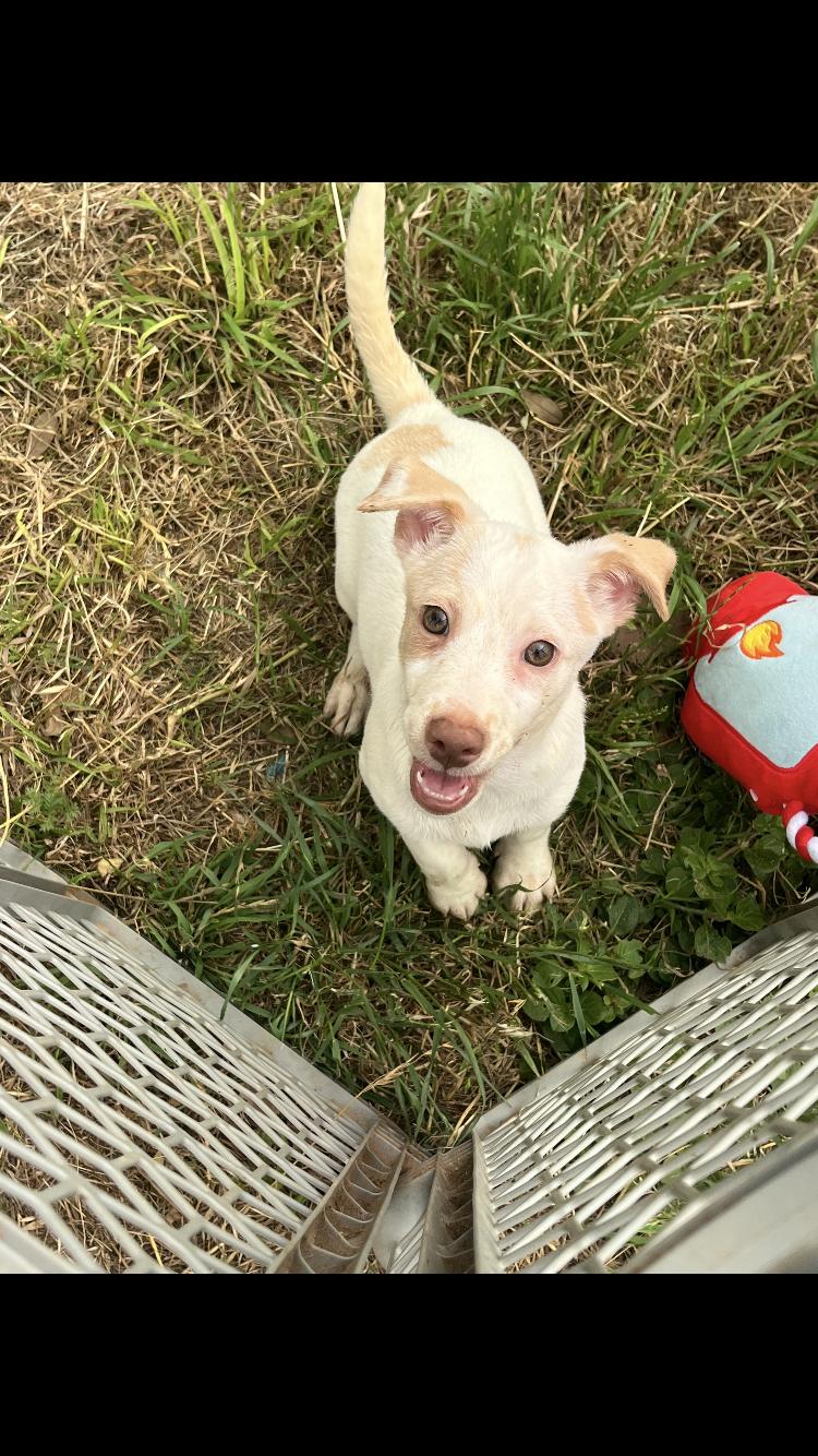 Tornado, adopted, Puppy Male Chihuahua.