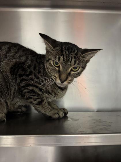 Enlarge Emily, a Adoptable Domestic Short Hair in Gulfport, MS image 1/2