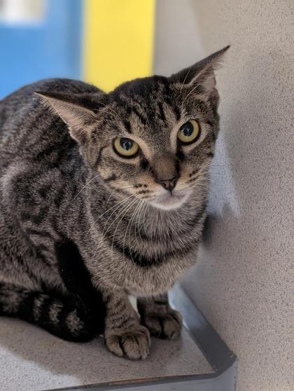 Enlarge Emily, a Adoptable Domestic Short Hair in Gulfport, MS image 2/2