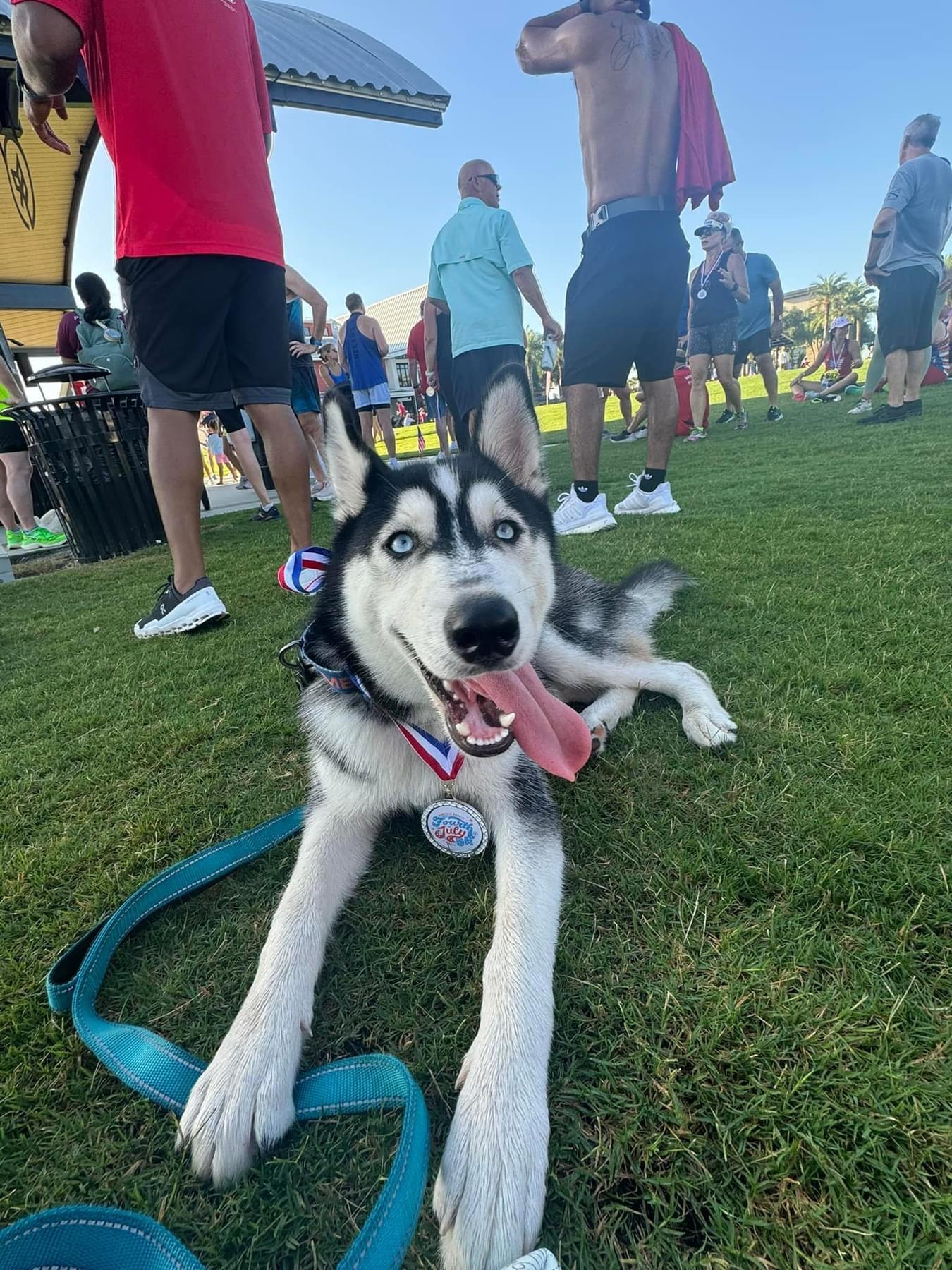 Brooks, a Adoptable Siberian Husky in Estero, FL image 1/4