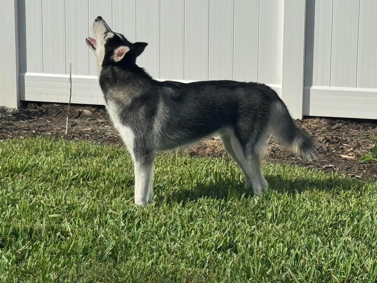 Brooks, a Adoptable Siberian Husky in Estero, FL image 2/4