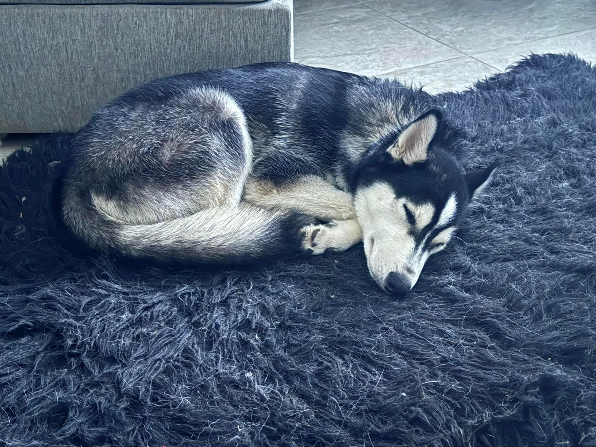 Brooks, a Adoptable Siberian Husky in Estero, FL image 3/4
