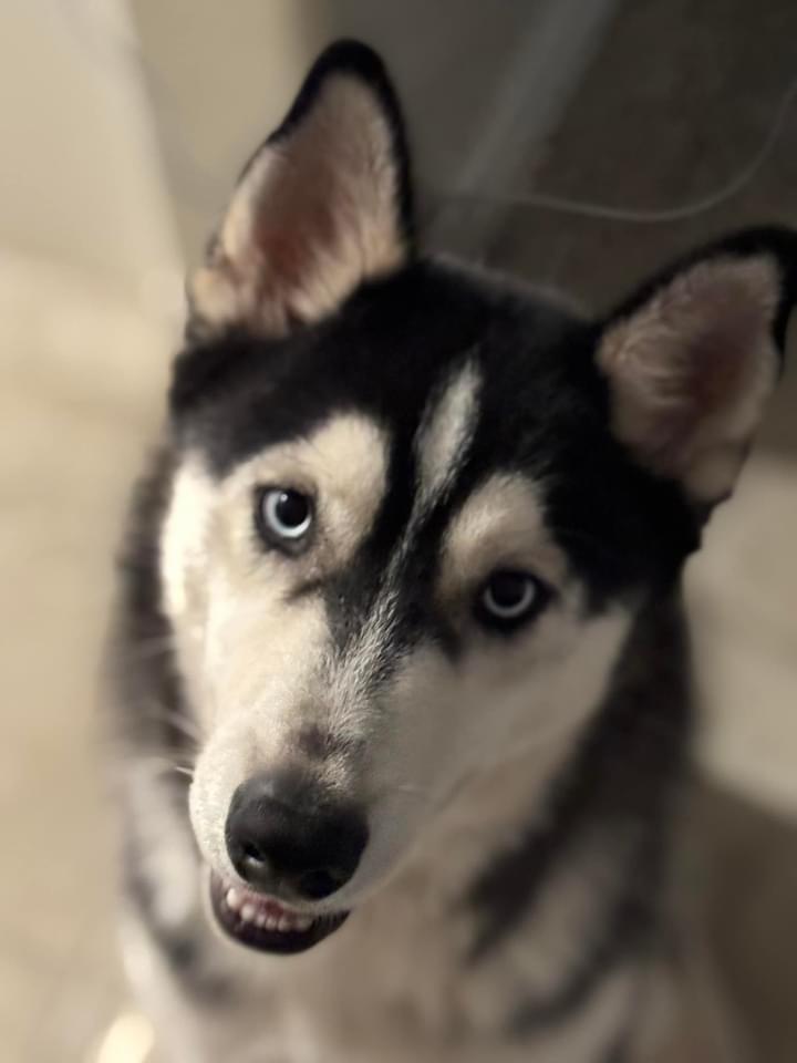 Brooks, a Adoptable Siberian Husky in Estero, FL image 4/4