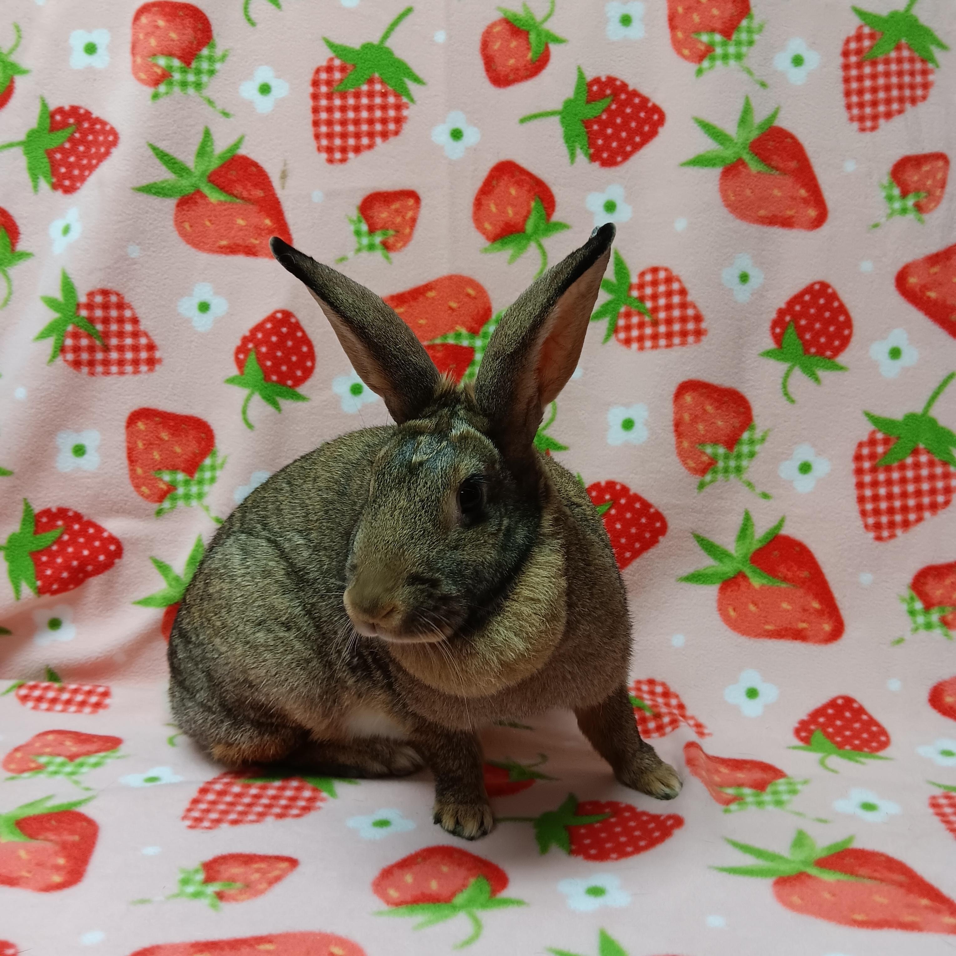 Enlarge Josie, a ADOPTABLE Bunny Rabbit in Harrisburg, PA image 2/2