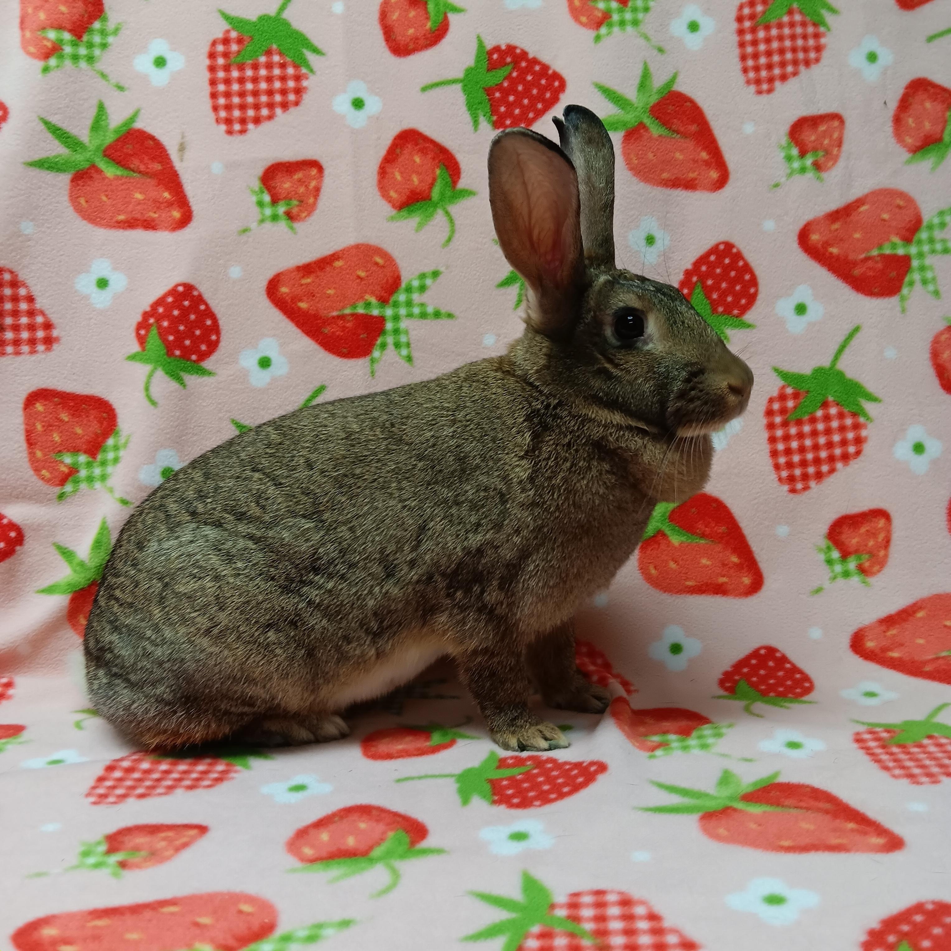 Enlarge Josie, a ADOPTABLE Bunny Rabbit in Harrisburg, PA image 1/2