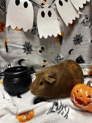 Melody, Adoptable, Adult Female Guinea Pig & Guinea Pig.