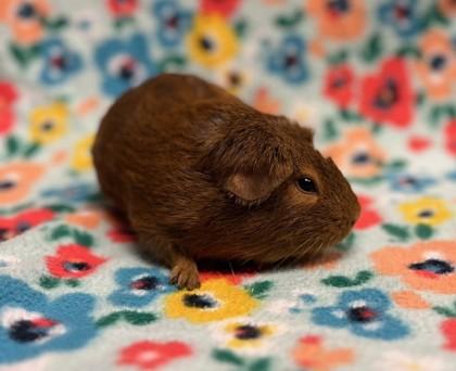 Melody, a Adoptable Guinea Pig in Eugene, OR image 2/3