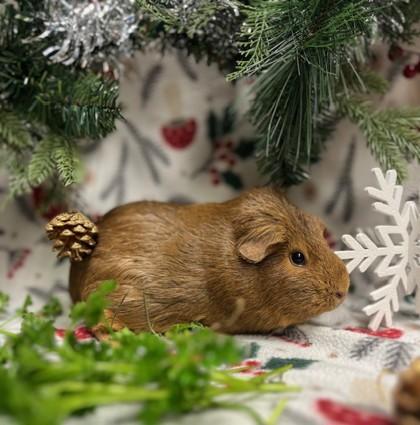 Melody, a Adoptable Guinea Pig in Eugene, OR image 3/3