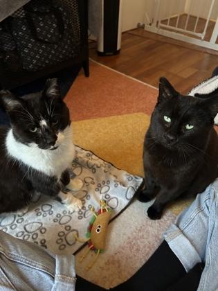 Enlarge Banksy & Hal, a ADOPTABLE Domestic Short Hair in Toronto, ON image 2/2