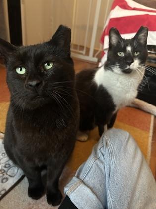 Enlarge Banksy & Hal, a ADOPTABLE Domestic Short Hair in Toronto, ON image 1/2