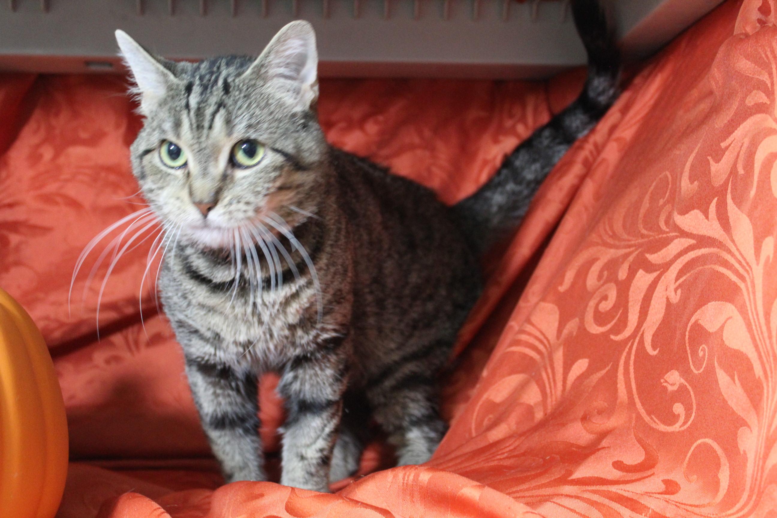 Anakin, an adoptable Tabby in Yuma, AZ, 85364 | Photo Image 1