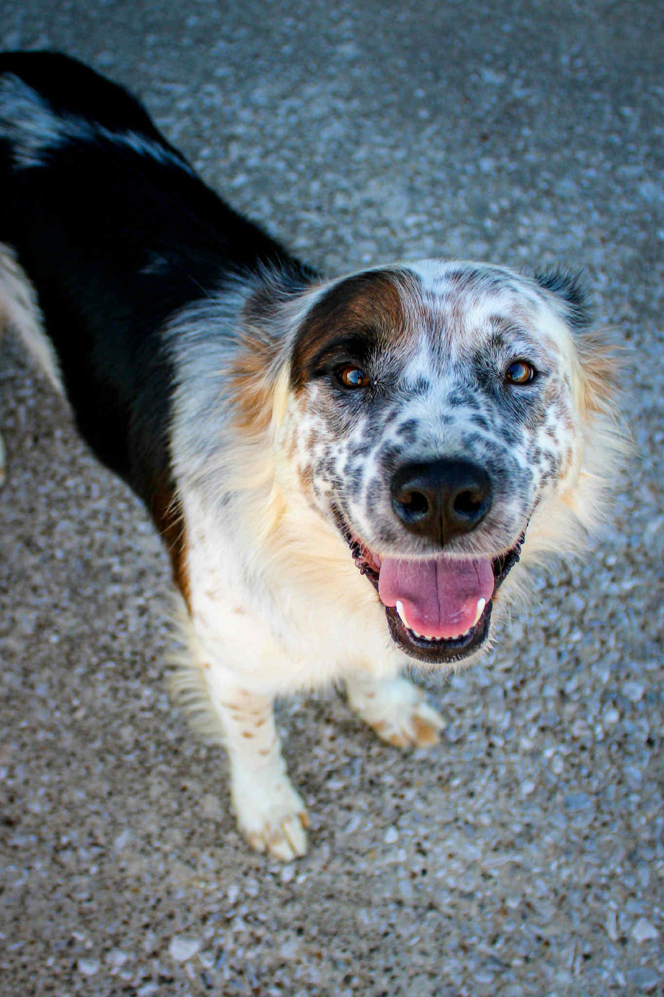 Stache, an adoptable mixed breed in Owensboro, KY image 3/3