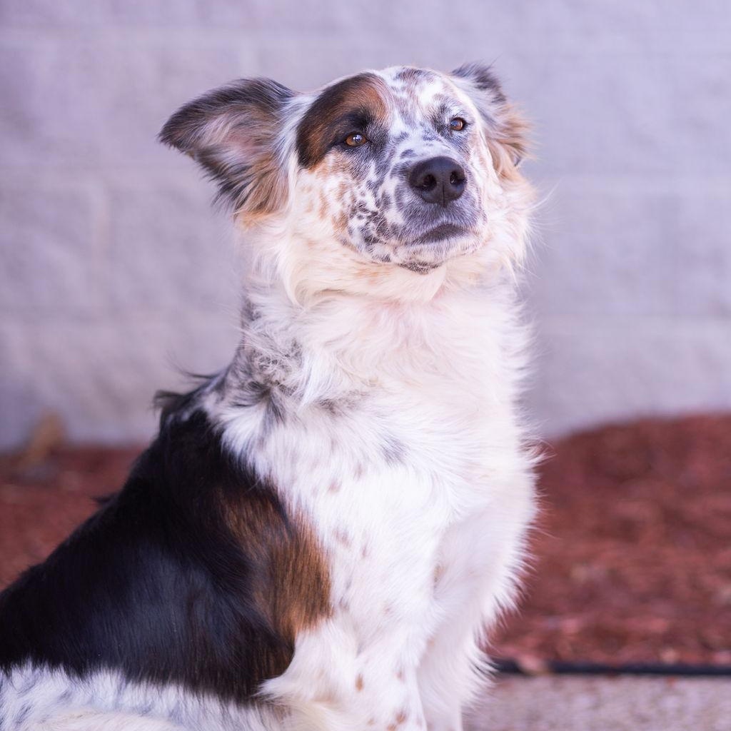 Stache, an adoptable mixed breed in Owensboro, KY image 1/3