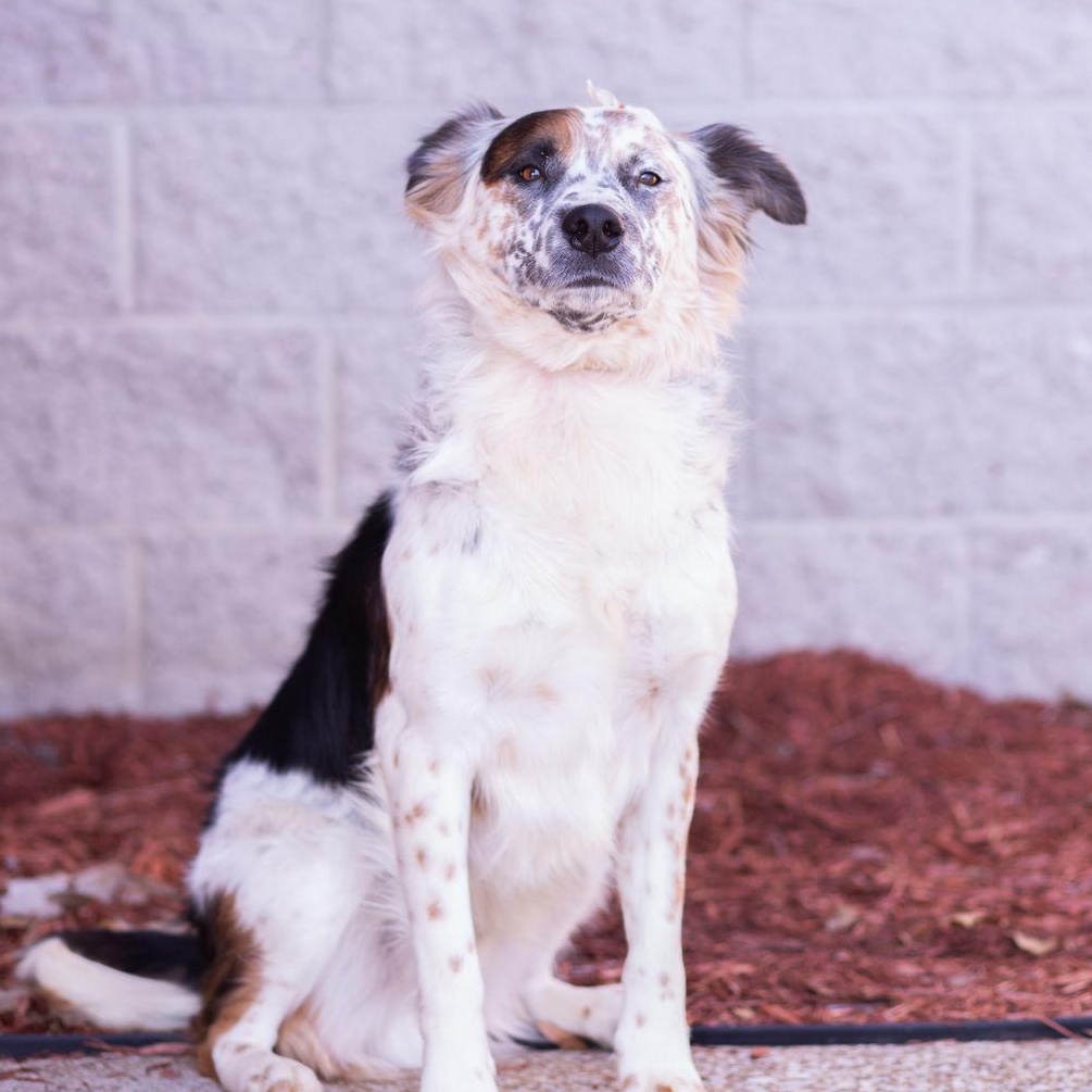 Stache, an adoptable mixed breed in Owensboro, KY image 2/3