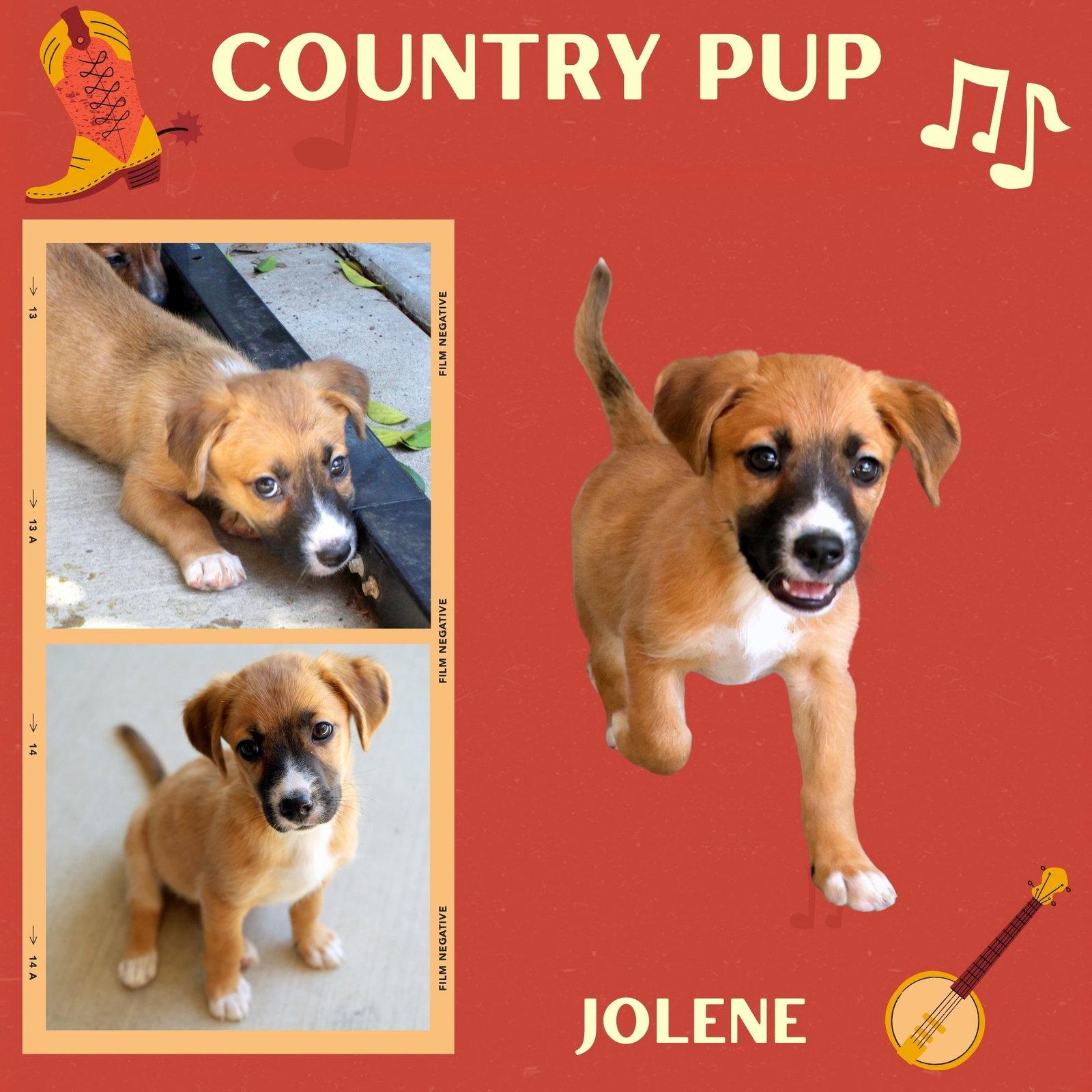 Enlarge Jolene (Puppy), a Adoptable Hound in LINDSAY, CA image 1/1