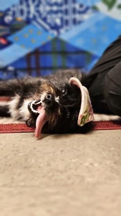 Pixie, an adopted Mixed Breed in Hamilton, OH image 2/3