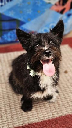 Pixie, adopted, Young Female Mixed Breed.