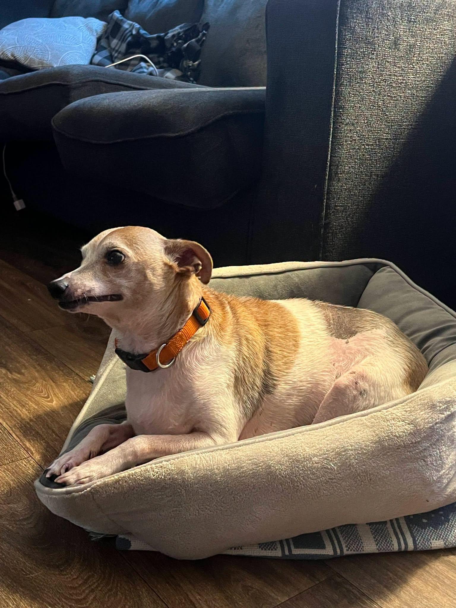 Enlarge Gizmo, a ADOPTABLE mixed breed in Speedway, IN image 2/4