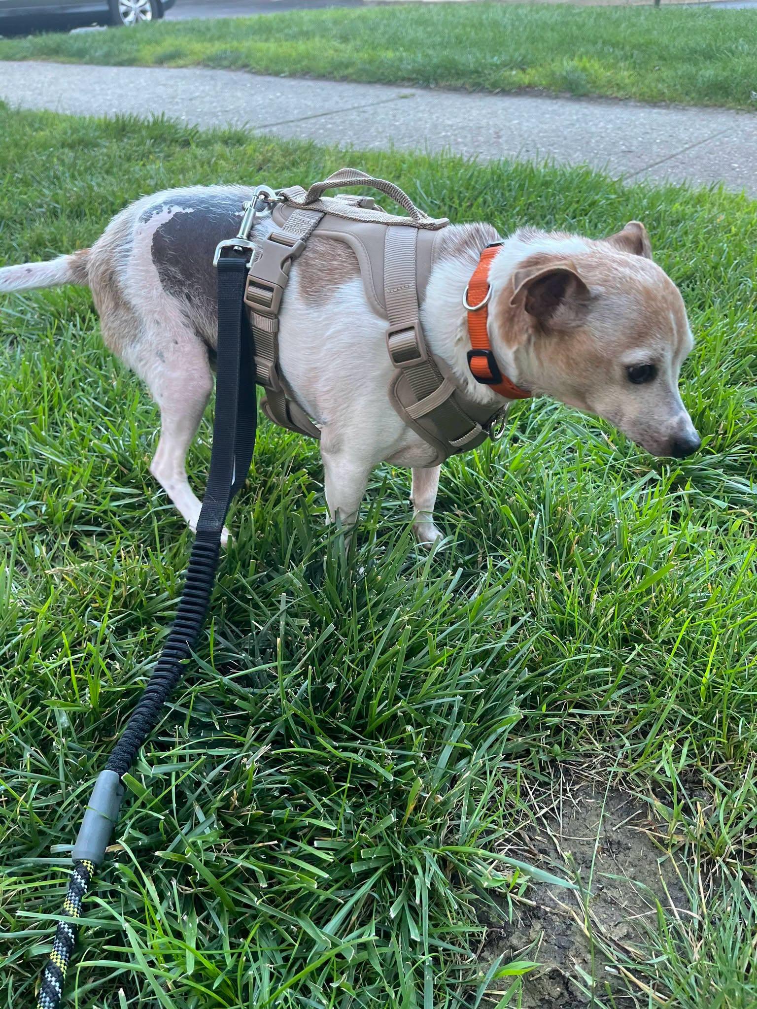 Enlarge Gizmo, a ADOPTABLE mixed breed in Speedway, IN image 4/4