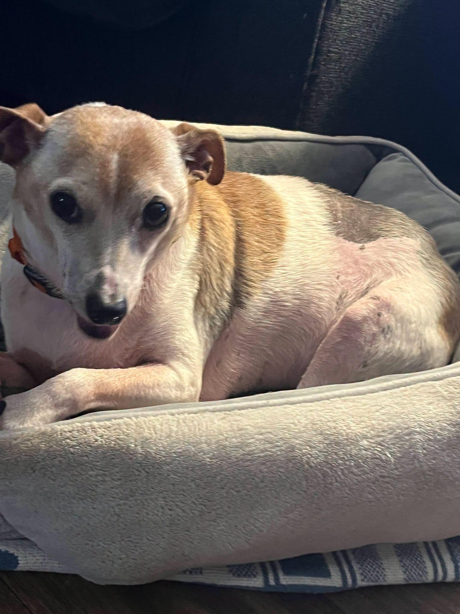 Gizmo, ADOPTABLE, Senior Male Chihuahua.