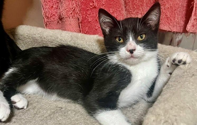 Jameson, Adopted, Kitten Male Domestic Short Hair.