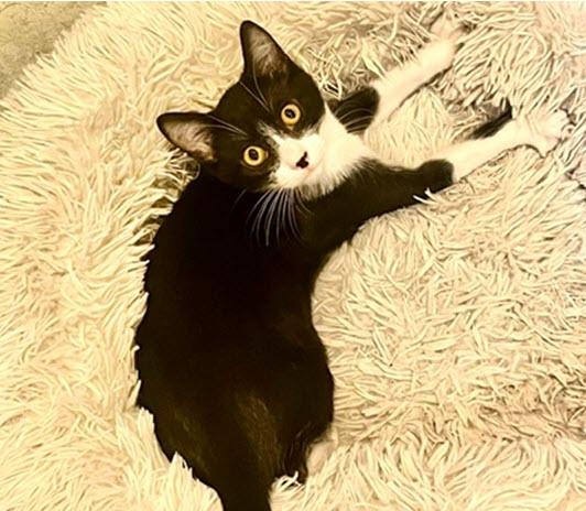 Enlarge Jameson, a Adopted Domestic Short Hair in Los Angeles, CA image 3/6