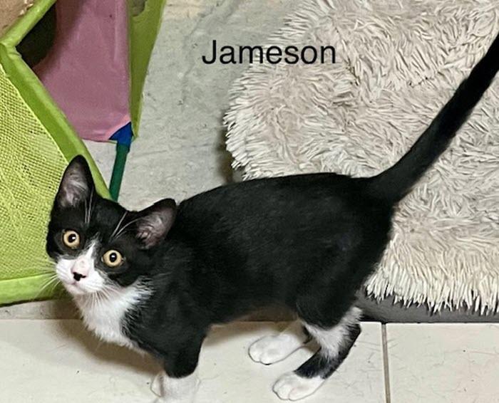 Enlarge Jameson, a Adopted Domestic Short Hair in Los Angeles, CA image 2/6