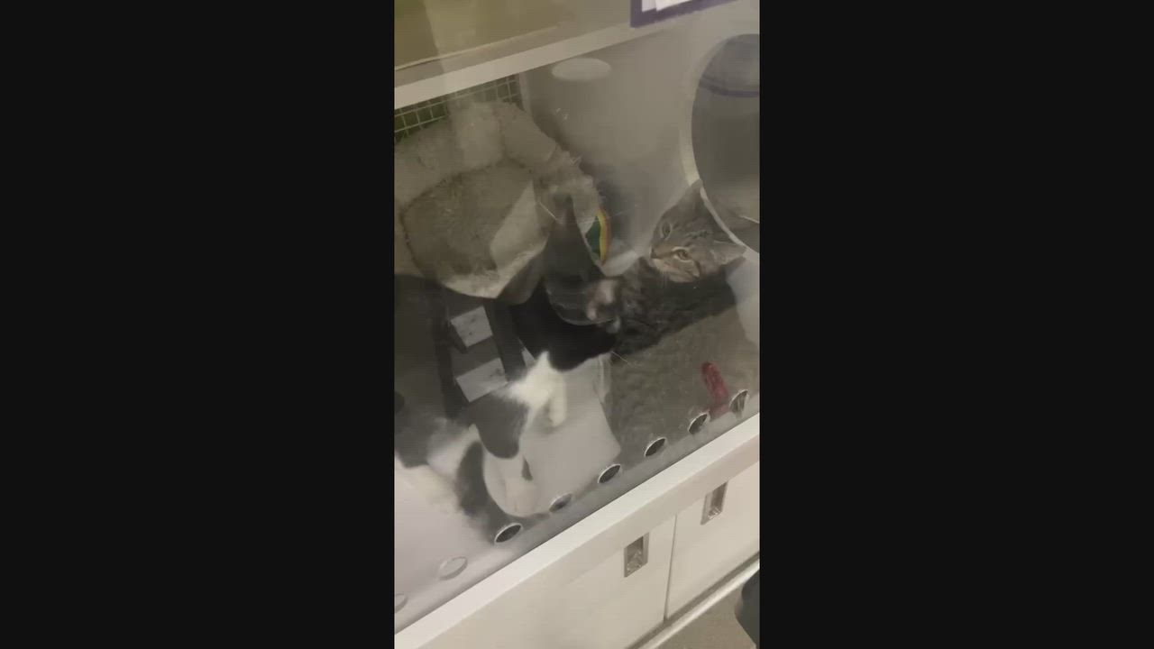 Enlarge Jameson, a Adopted Domestic Short Hair in Los Angeles, CA video 6/6