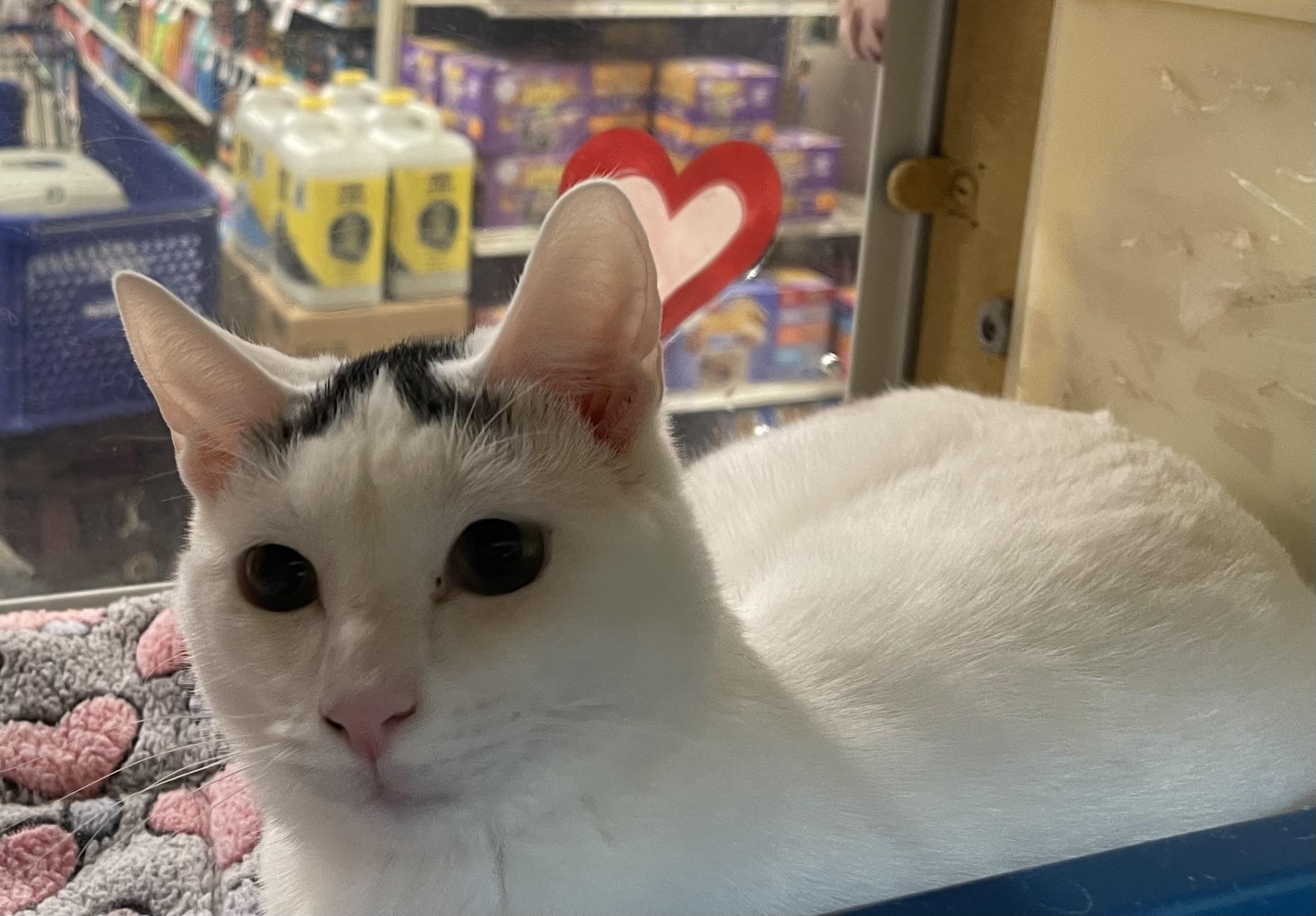 Enlarge Sprite, an adopted Domestic Short Hair in Highland, IN image 2/3