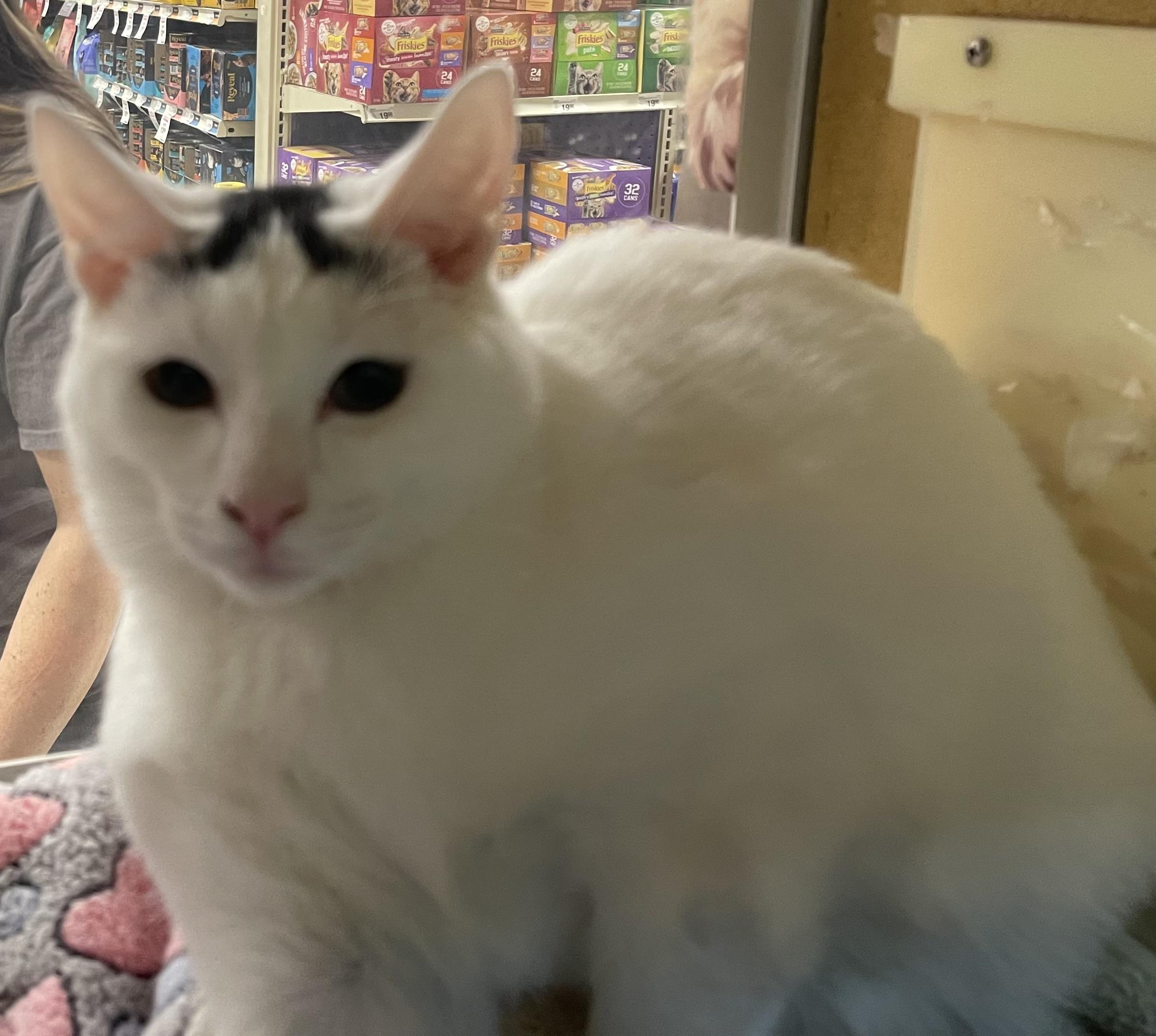 Enlarge Sprite, an adopted Domestic Short Hair in Highland, IN image 1/3