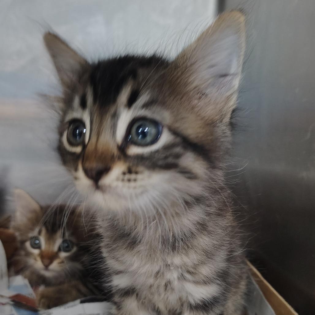 Furby, Adoptable, Kitten Male Domestic Medium Hair.