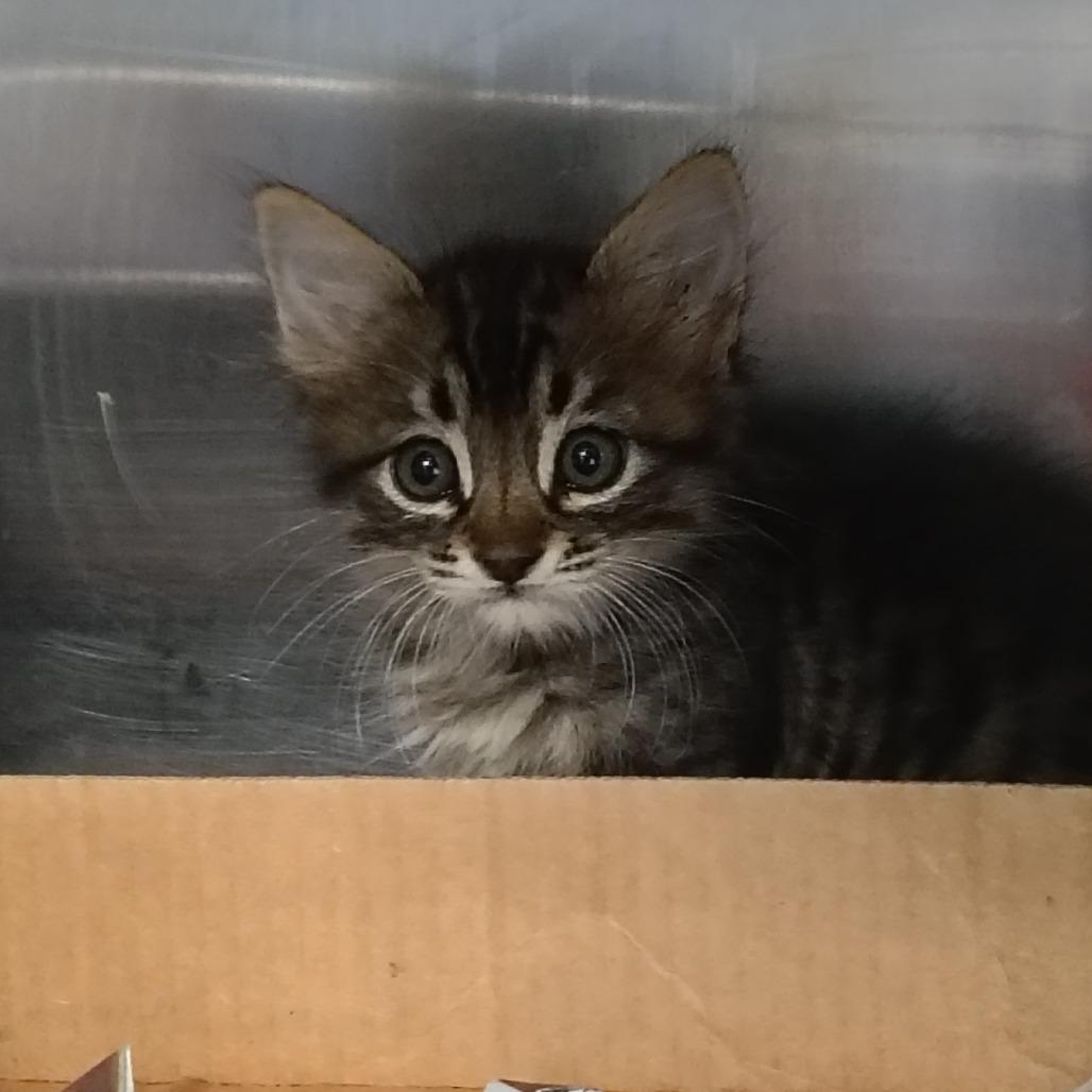 Enlarge Furby, a Adoptable Domestic Medium Hair in Vieques, PR image 2/3